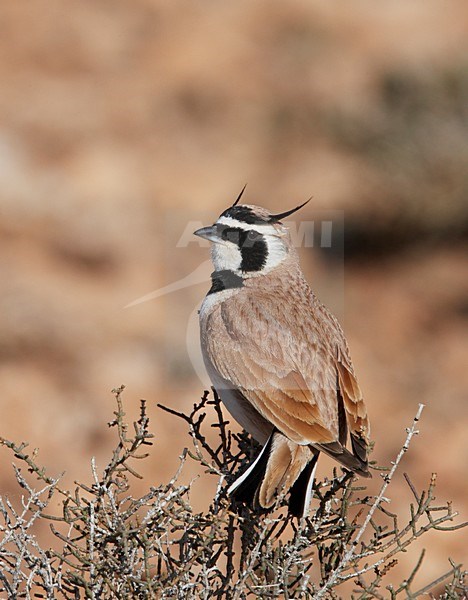 Temminck's Strandleeuwerik zittend, Temminck's Lark perched stock-image by Agami/Markus Varesvuo,