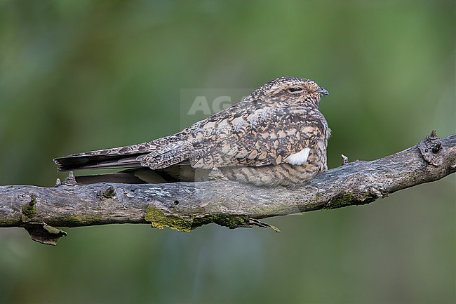 A female Lesser Nighthawk (Chordeiles acutipennis acutipennis) at Salamanca National Park, Colombia.  Believed to be a Lesser Nighthawk because that is the expected species at this location.  Common Nighthawk is possible as well. stock-image by Agami/Tom Friedel,