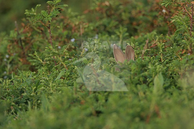 Europees Konijn; European Rabbit stock-image by Agami/Menno van Duijn,