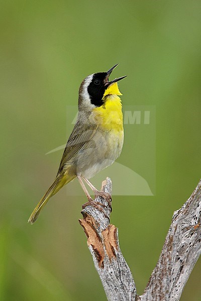 Adult male 
Chambers Co., TX
April 2008 stock-image by Agami/Brian E Small,