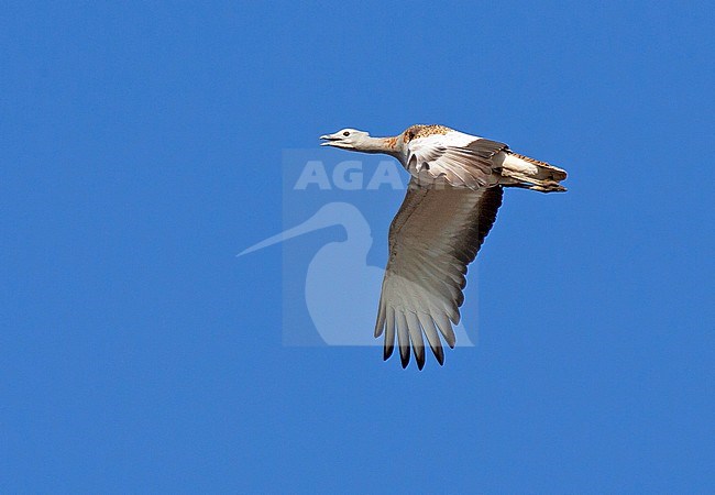 Great Bustard (Otis tarda) in flight in Spain. Flying against a bright blue sky as background. stock-image by Agami/Dick Forsman,