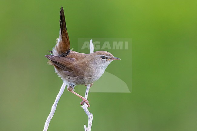 Cetti's Warbler, Cettia cetti, in Italy. Perched on a twig. stock-image by Agami/Daniele Occhiato,