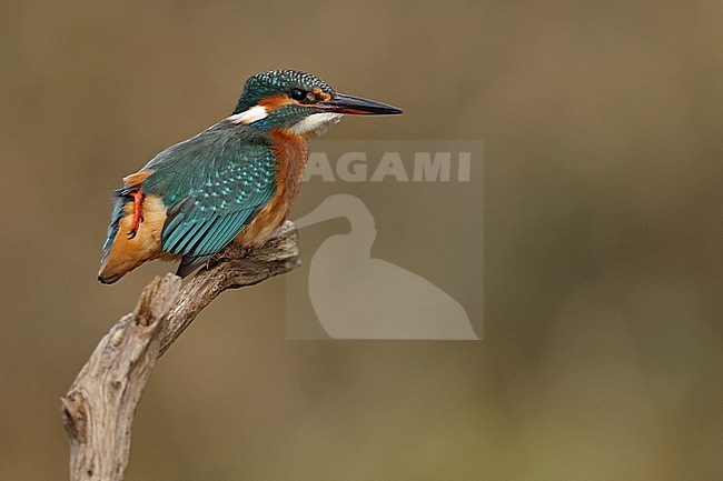 Juvenile or female Common Kingfischer (Alcedo atthis) perching on a branch and preen its feathers stock-image by Agami/Mathias Putze,