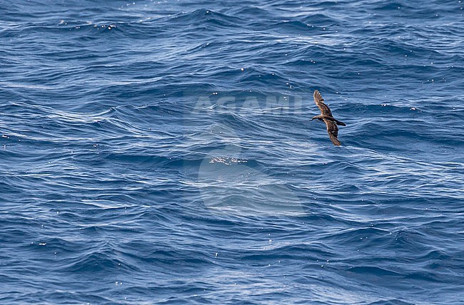 Tropical shearwater (Puffinus bailloni) at sea between Marquesas and Tuamotus islands. stock-image by Agami/Pete Morris,