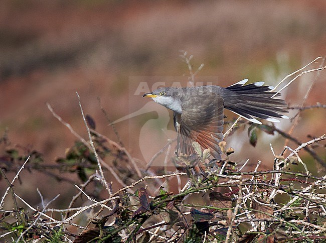 First-winter Yellow-billed Cuckoo in flight at Porthgwarra, Cornwall, England. stock-image by Agami/Michael McKee,