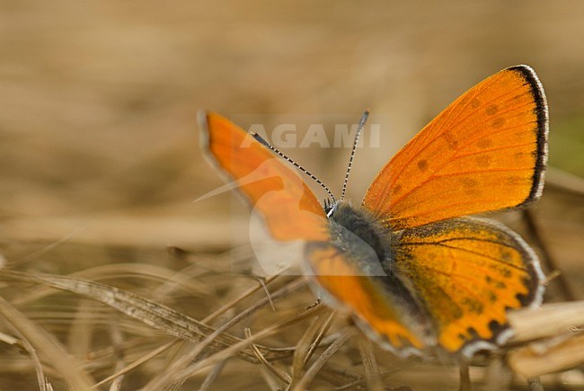 Grote vuurvlinder, Large Copper stock-image by Agami/Rob de Jong,