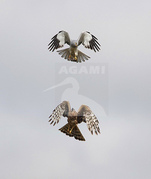 Baltsend paartje Blauwe Kiekendief; Hen Harrier pair displaying stock-image by Agami/Arie Ouwerkerk,