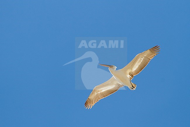 Dalmatian Pelican - Krauskopfpelikan - Pelecanus crispus, Turkey, 2nd cy stock-image by Agami/Ralph Martin,