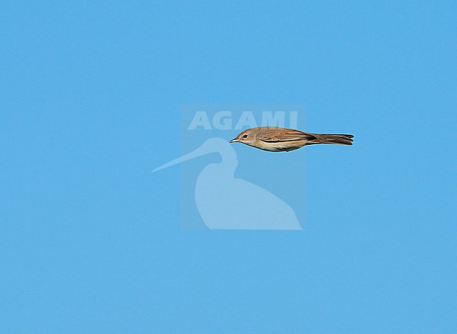 Common Whitethroat (Sylvia communis) flying, migrating in blue sky in sideview stock-image by Agami/Ran Schols,