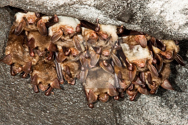 Groep slapende Vale Vleermuizen; Group of sleeping Greater Mouse-eared Bats stock-image by Agami/Theo Douma,