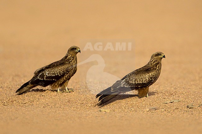 Juveniele Zwarte Wouw op de grond; juvenile Black Kite on the ground stock-image by Agami/Daniele Occhiato,