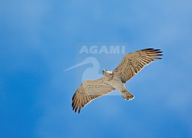 Slangenarend; Short-toed Eagle stock-image by Agami/Markus Varesvuo,