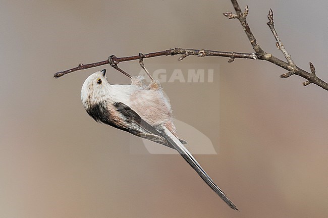 Long-tailed Tit (Aegithalos caudatus) in northern Italy stock-image by Agami/Alain Ghignone,