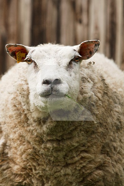 Portret van schaap Nederland, Portrait of sheep Netherlands stock-image by Agami/Wil Leurs,