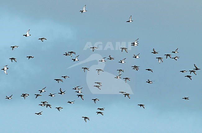 Tufted Duck (Aythya fuligula), group in flight against the sky as background. stock-image by Agami/Fred Visscher,