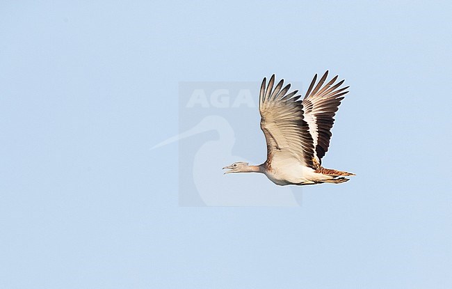 Great Bustard (Otis tarda) in flight over Lagunas de Villafáfila nature reserve in Spain. stock-image by Agami/Marc Guyt,