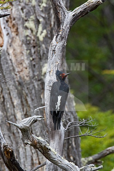 Vrouwtje Magelhaenspecht; Female Magellanic Woodpecker stock-image by Agami/Marc Guyt,