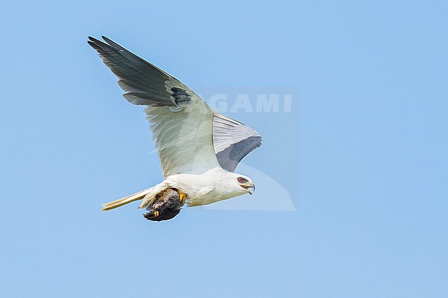 Adult with Sora
Galveston Co., TX
May 2023 stock-image by Agami/Brian E Small,