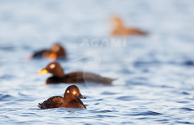 Velvet Scoter swimming; Grote Zeeeend  zwemmend stock-image by Agami/Markus Varesvuo,