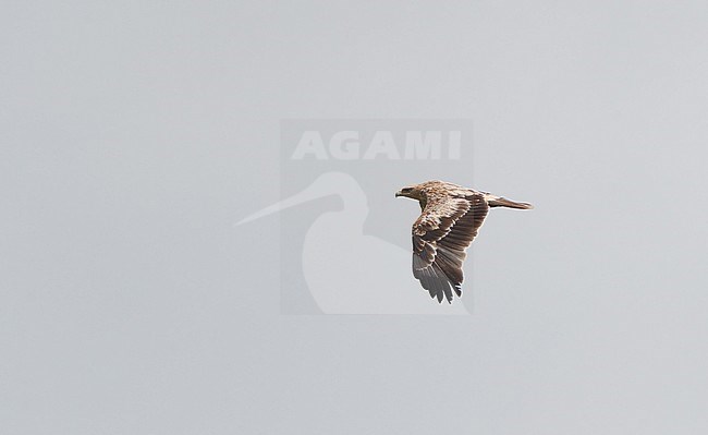 2cy Spanish Imperial Eagle flying over Extemadura, Spain. stock-image by Agami/Helge Sorensen,