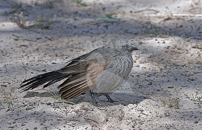 Apostlebird (Struthidea cinerea), a quick-moving, gray or black bird and native to Australia often travelling in groups of about 12; for this reason they were named after the Biblical apostles, the twelve chief followers of Jesus Christ. stock-image by Agami/Pete Morris,
