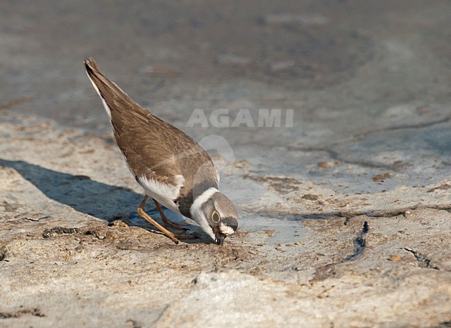 Kleine Plevier; Little Ringed Plover stock-image by Agami/Roy de Haas,