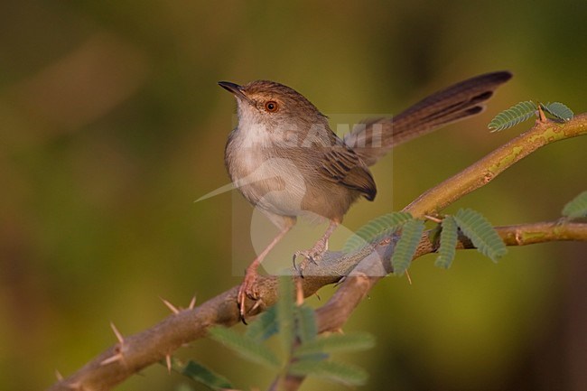 Gestreepte Prinia op een takje; Graceful Prina perched on a twig stock-image by Agami/Daniele Occhiato,