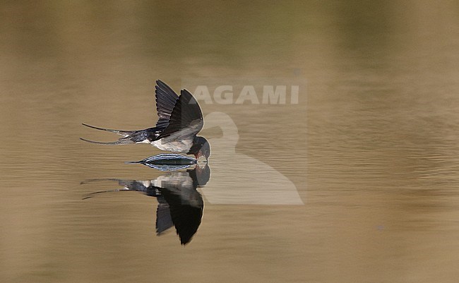 Barn Swallow, Hirundo rustica, adult drinking water, Holte, Denmark stock-image by Agami/Helge Sorensen,