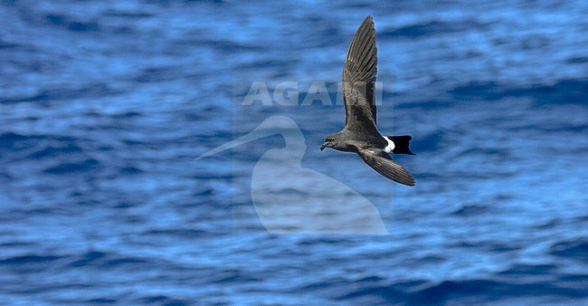 Band-rumped Storm-petrel flying;  Madeirastormvogeltje vliegend stock-image by Agami/Marc Guyt,