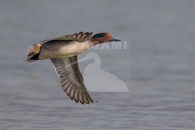 Mannetje Wintertaling in vlucht, Male Common Teal in flight stock-image by Agami/Daniele Occhiato,