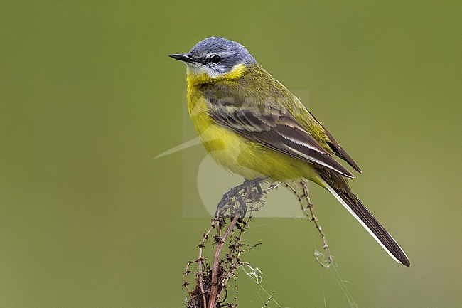 Sykes's Gele Kwikstaart; Sykes's Yellow Wagtail stock-image by Agami/Daniele Occhiato,