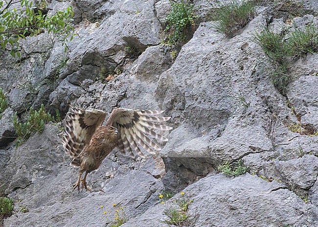Turkish Fish Owl (Ketupa semenowi) in Taurus Mountain of Turkey. Flying up the canyon. stock-image by Agami/Pete Morris,