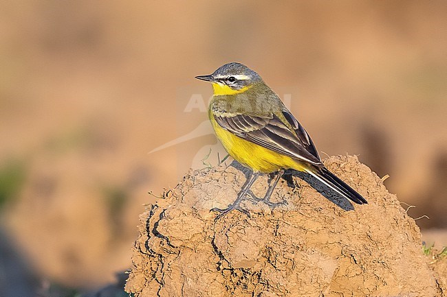 Adult male Yellow Wagtail (Motacilla flava flava) walking on earth in Leefdael, Bertem, Vlaamse Brabant, Belgium. stock-image by Agami/Vincent Legrand,