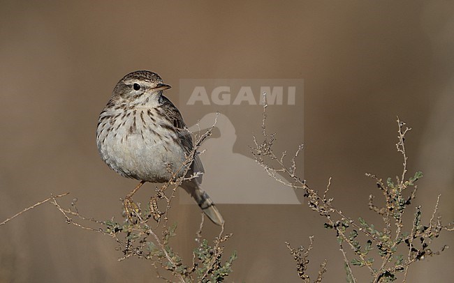 Berthelot's Pipit (Anthus berthelotii berthelotii) perched in a bush at La Oliva, Fuerteventura, Canary Islands stock-image by Agami/Helge Sorensen,