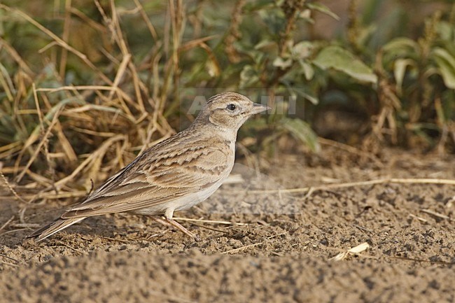 Short-toed Lark standing on the ground; Kortteenleeuwerik  staand op de grond stock-image by Agami/Jari Peltomäki,