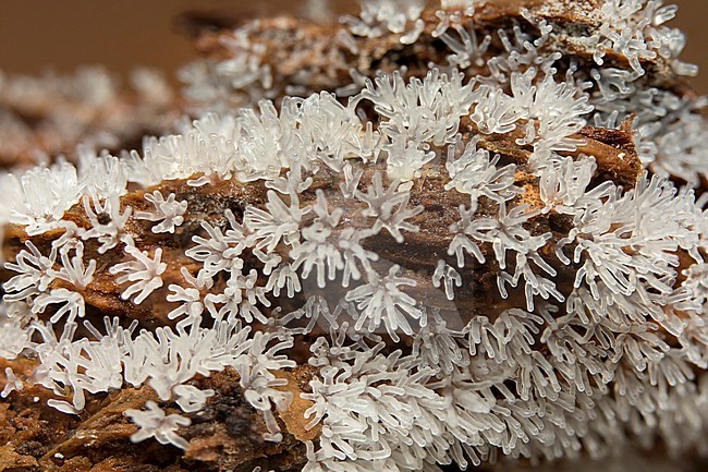 Gewoon ijsvingertje; Coral slime mold; stock-image by Agami/Walter Soestbergen,