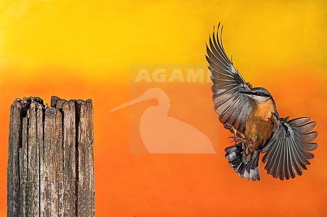 Boomklever, Eurasian Nuthatch stock-image by Agami/Alain Ghignone,
