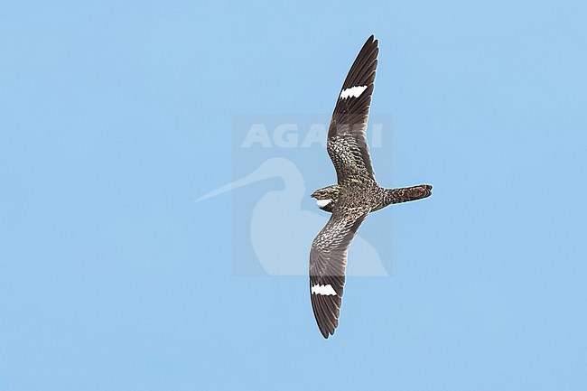 Adult male
Galveston Co., TX
April 2023 stock-image by Agami/Brian E Small,