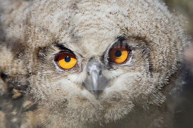 Oehoe; Eagle Owl; Bubo bubo stock-image by Agami/Dick Forsman,