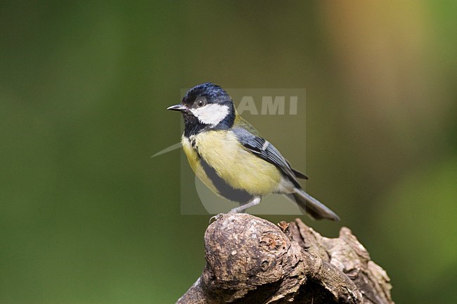 Koolmees op stronk; Great Tit perched on a trunc stock-image by Agami/Marc Guyt,