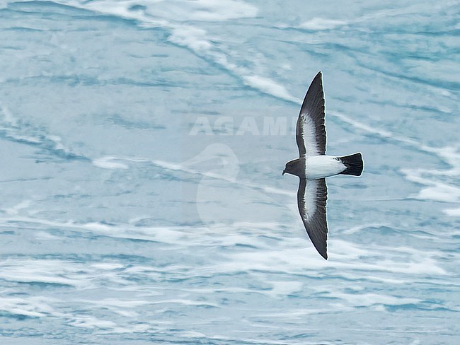 Inaccessible White-bellied Storm-Petrel (Fregetta grallaria leucogaster) in the Southern Atlantic Ocean, around the Tristan da Cunha and Gough islands. stock-image by Agami/Martijn Verdoes,