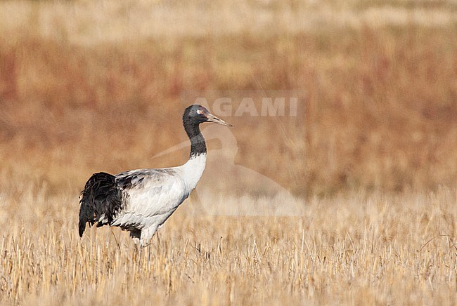 Wintering Black-necked Crane (Grus nigricollis), standing in a arid grassland in the Himalayas. Standing erect due to possible danger. stock-image by Agami/Marc Guyt,