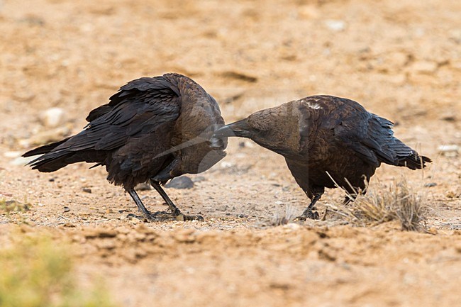 Bruinnekraaf, Brown-necked Raven stock-image by Agami/Daniele Occhiato,