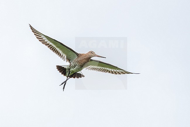 Black-tailed Godwit calling in flyght stock-image by Agami/Eric Tempelaars,