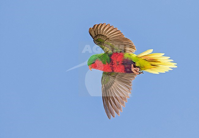 Stephen's lorikeet (Vini stepheni), also known as the Henderson lorikeet or the Henderson Island Lorikeet, is a species of parrot . It is endemic to Henderson Island in the Pitcairn Islands of the South Pacific. stock-image by Agami/Pete Morris,