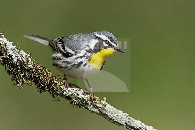 Adult 
Galveston Co., TX
April 2018 stock-image by Agami/Brian E Small,