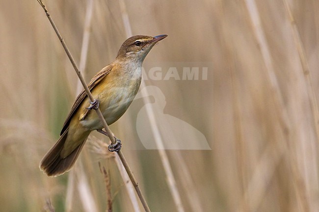 Grote Karekiet; Great Reed Warbler; Acrocephalus arundinaceus stock-image by Agami/Daniele Occhiato,