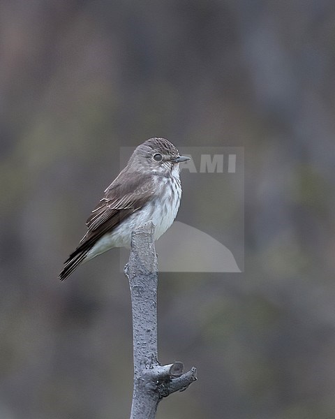 Grey-streaked Flycatcher (Muscicapa griseisticta), side view of bird perched on a stick stock-image by Agami/Kari Eischer,