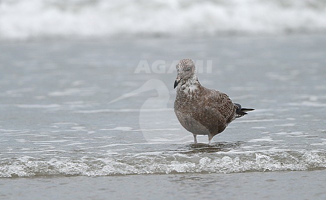 American Herring Gull, Larus smithsonianus, 1stWinter standing at Cape May beach, New Jersey, USA stock-image by Agami/Helge Sorensen,