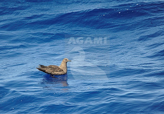 Second-year South Polar Skua (Stercorarius maccormicki) swimming on the ocean surface off the Canary islands. A rare vagrant A rare vagrant to the North Atlantic area. stock-image by Agami/Dani Lopez-Velasco,